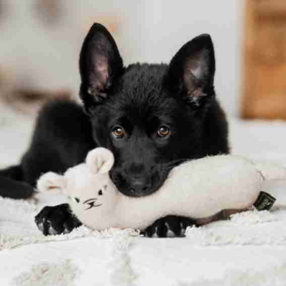 Ruff and Tumble Reviews