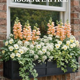 Hooks & Lattice
