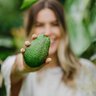 The avo tree