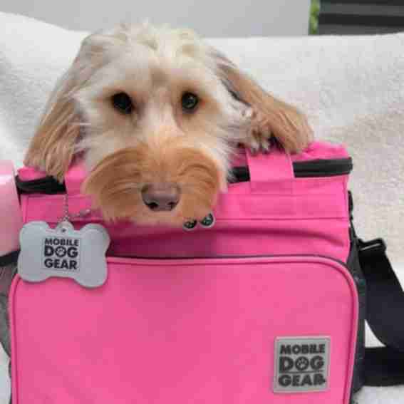Mobile Dog Gear Reviews