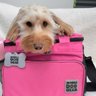 Mobile Dog Gear