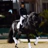 Equestrian Stockholm