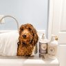 The Salty Dog Pet Co.