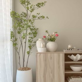 The Plants Corner