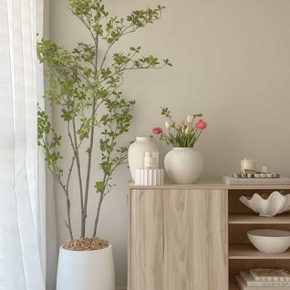 The Plants Corner