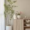 The Plants Corner