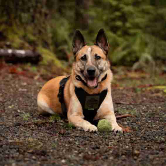 Tactipup Reviews