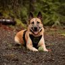 Tactipup