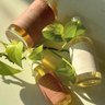 Olea Herbals