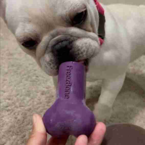 FreezBone Reviews
