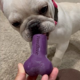 FreezBone