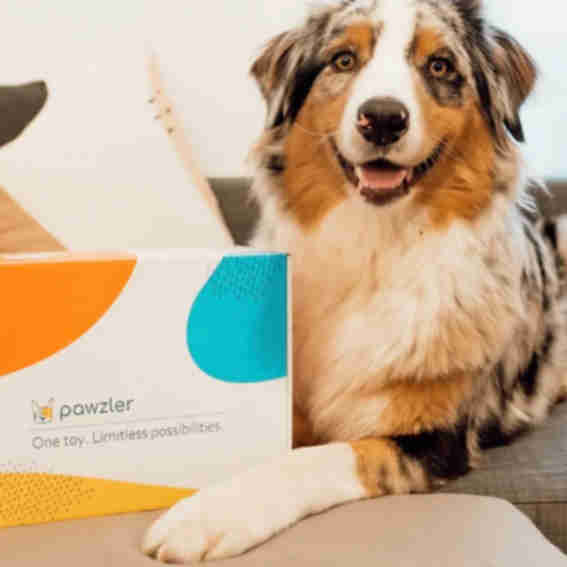 SwiftPaws Reviews