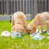 Wagging Companions