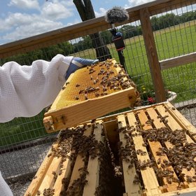The Bee Supply