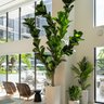 The Plant Guy