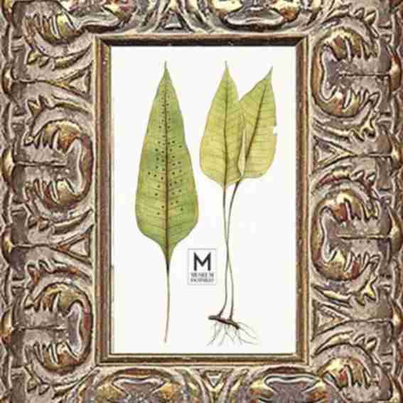 Museum Facsimiles Reviews