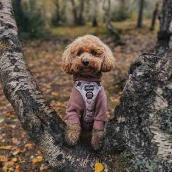 Hilary's Hounds Reviews