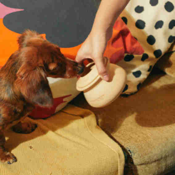 Better Together Pets Reviews