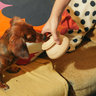Better Together Pets