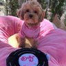 Doggy Parton