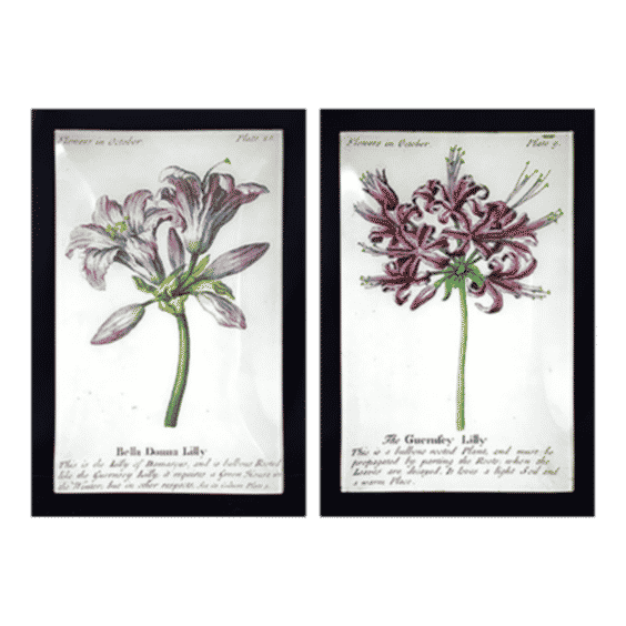 John Derian Signed Bella Donna and Guernfey Lillies Glass Plates- a Pair