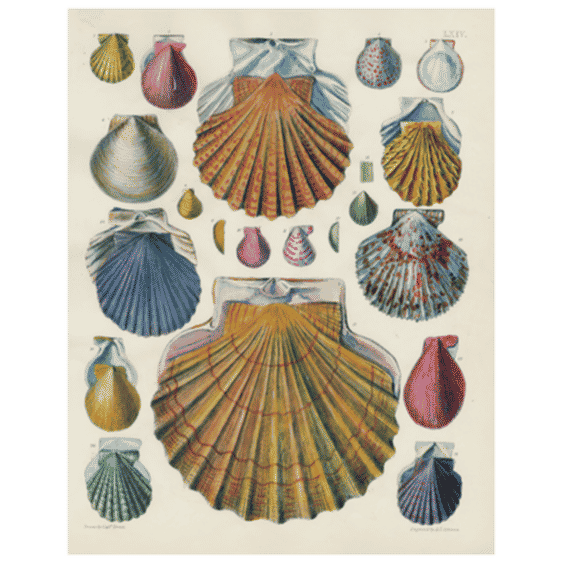 Scallops LXIV (64) (p 321)