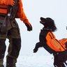 GunDog Outdoors