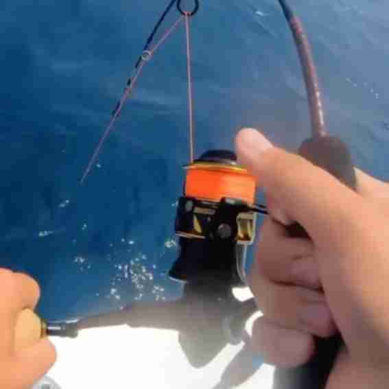 Ugly Stik Reviews