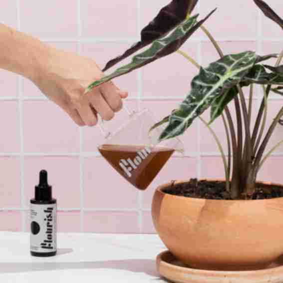 Flourish Plant Reviews