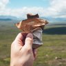 Outdoor Provisions