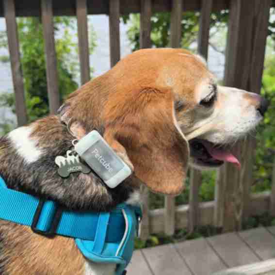 Petcube Reviews
