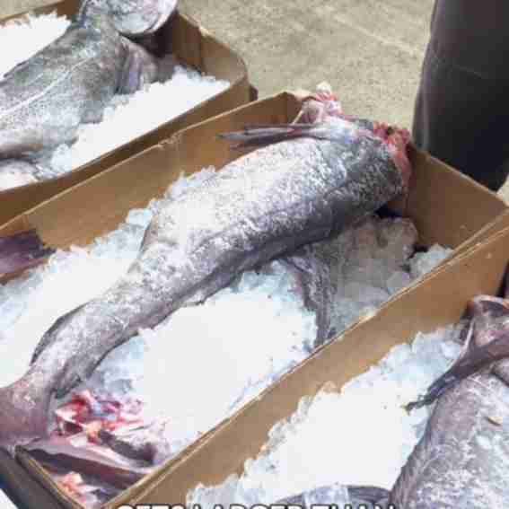 Fulton Fish Market Reviews