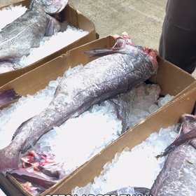 Fulton Fish Market