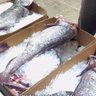 Fulton Fish Market
