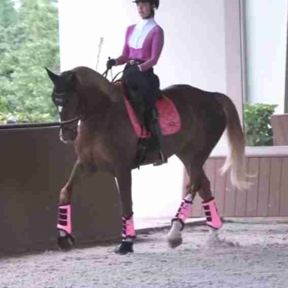 Dressage Sport Boots Reviews