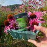 Gaia Herbs