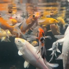 Pondkeeper