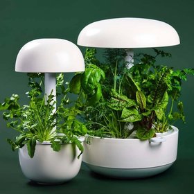 Plantui