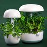 Plantui