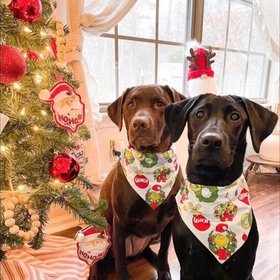 Pet Bandanas