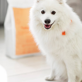 Buddy Pet Foods