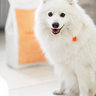 Buddy Pet Foods
