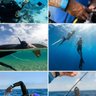 Shark Banz