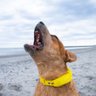 Halo Collar
