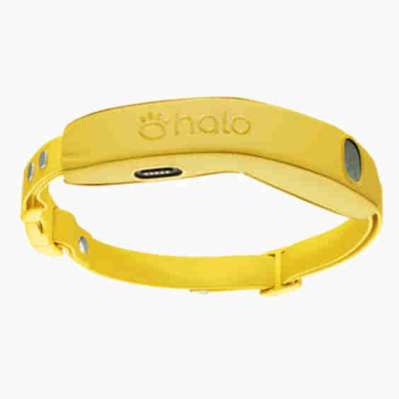 Collar 4 - GPS Dog Fence