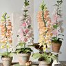 Blooms by Beam