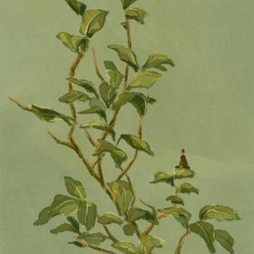 Mimochai