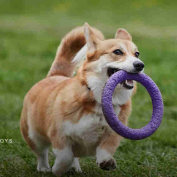 PAWD Reviews