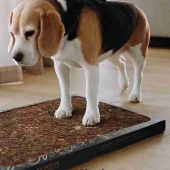 Bark Potty Reviews