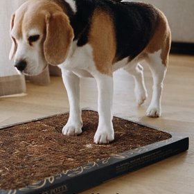 Bark Potty